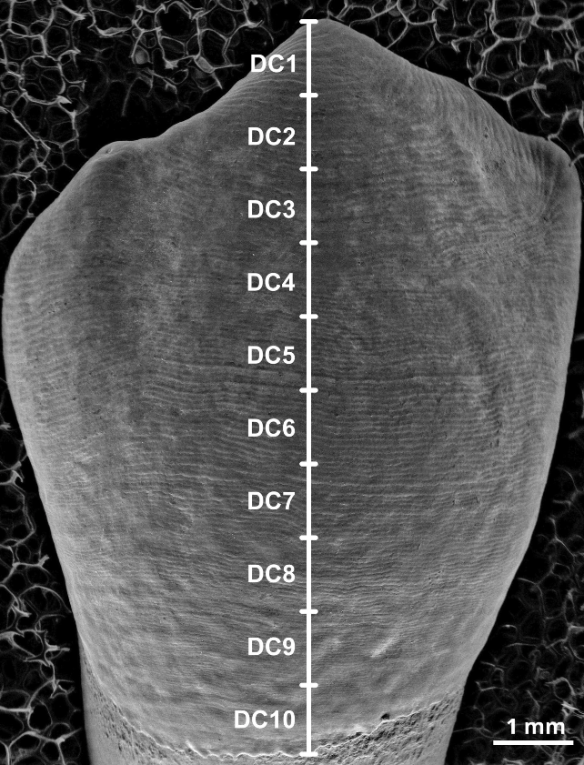 Perikymata M. Modesto Mata et al